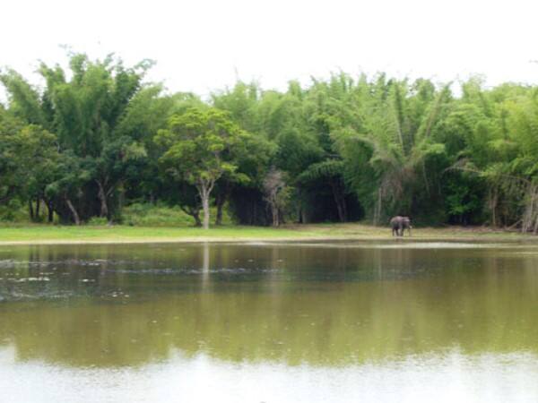 Chilligeri Estate Stay, Coorg 4